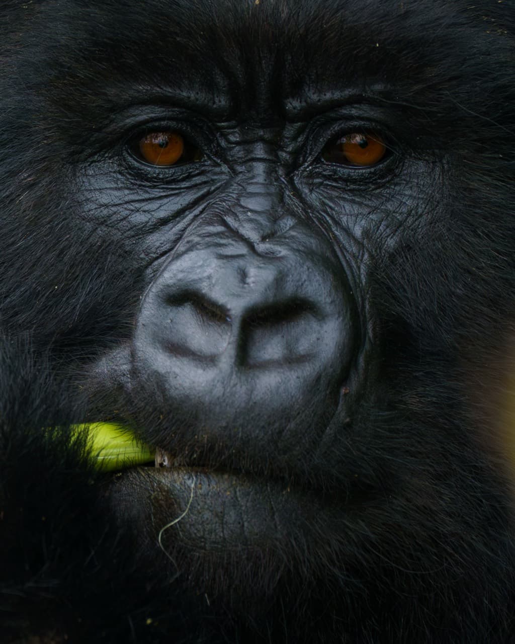 Close portrait of a gorilla looking toward the camera